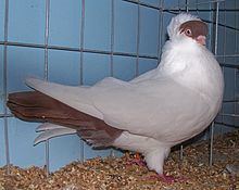 Helmet pigeon httpsuploadwikimediaorgwikipediacommonsthu