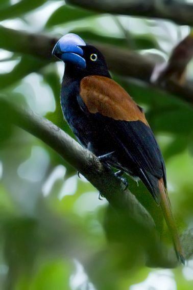 Helmet vanga 1000 images about Vanga sickle billed bird on Pinterest