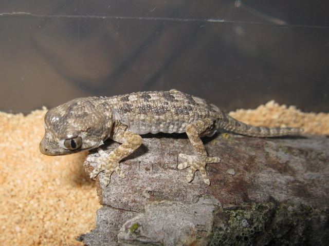 Helmeted gecko Geckonia chazalia Ridge and Valley Reptiles