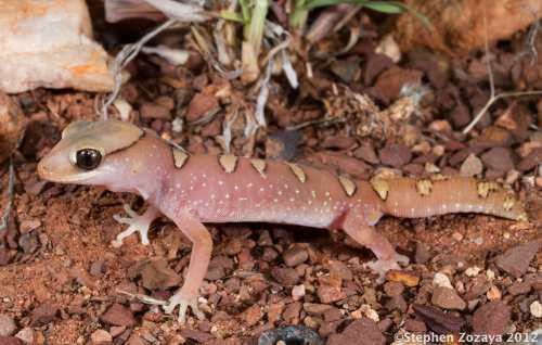 Helmeted gecko Helmeted gecko Diplodactylus galeatus at the Australian Reptile