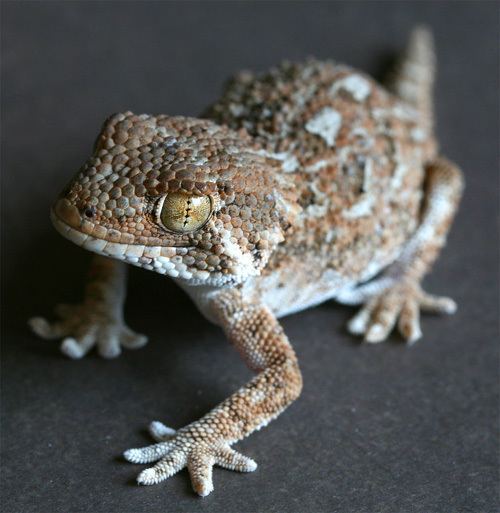 Helmeted gecko My helmeted geckos