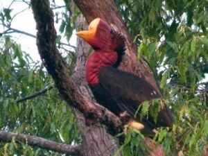 Helmeted hornbill Get Your Helmet On The Helmeted Hornbill