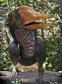 Helmeted hornbill httpsuploadwikimediaorgwikipediacommonsthu