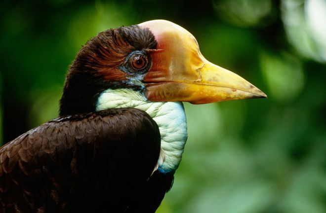 Helmeted hornbill The bird that39s more valuable than ivory BBC News
