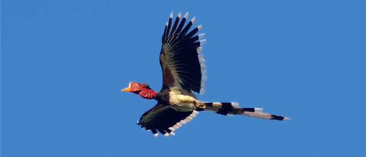 Helmeted hornbill The Helmeted Hornbill Nature39s Dinosaur Bird