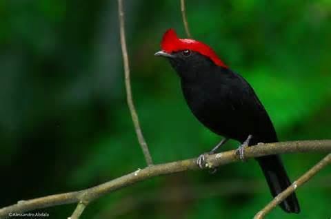 Helmeted manakin More on Antilophia galeata Helmeted Manakin