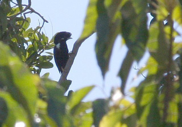 Helmeted myna Oriental Bird Club Image Database Photographers