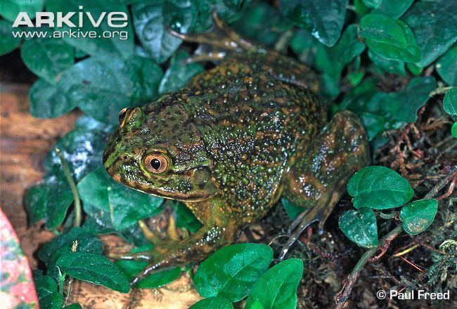 Helmeted water toad Helmeted water toad videos photos and facts Calyptocephalella