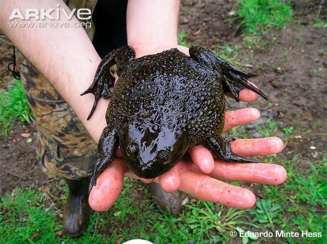 Helmeted water toad Helmeted water toad photo Calyptocephalella gayi G50624 ARKive