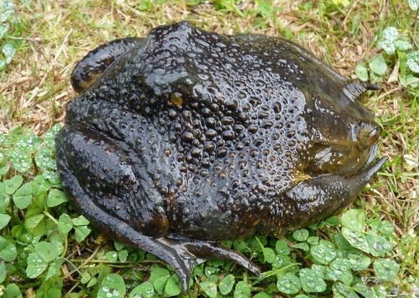 Helmeted water toad Chilean Appetite for Helmeted Water Toad May Lead to Species