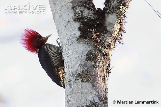Helmeted woodpecker Helmeted woodpecker videos photos and facts Dryocopus galeatus