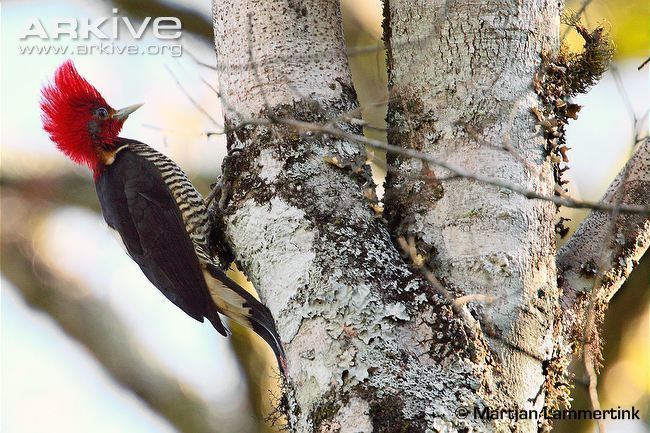 Helmeted woodpecker Helmeted woodpecker photo Dryocopus galeatus G104693 ARKive