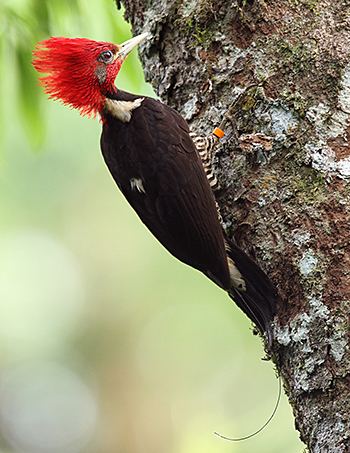 Helmeted woodpecker A First for the Atlantic Forest RadioTracking the Helmeted
