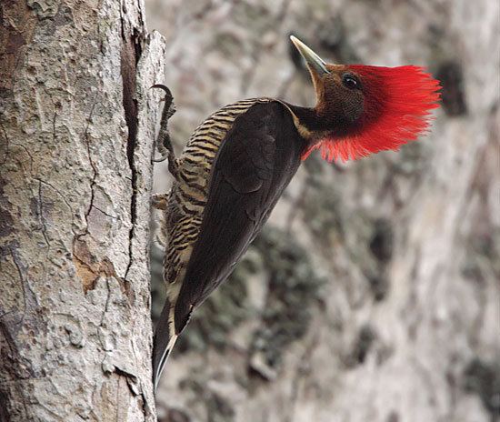 Helmeted woodpecker Helmeted Woodpecker
