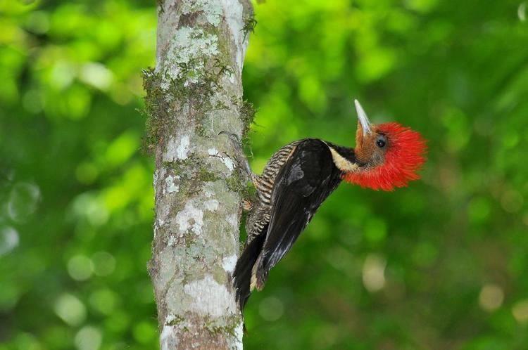 Helmeted woodpecker Helmeted Woodpecker Hylatomus galeatus videos photos and sound