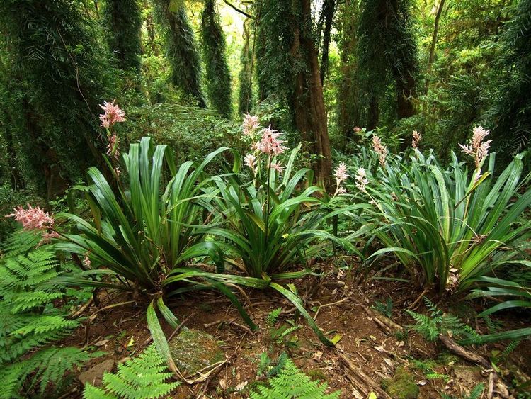 Helmholtzia glaberrima Helmholtzia glaberrima Stream Lily Habitat A rare lily fou Flickr