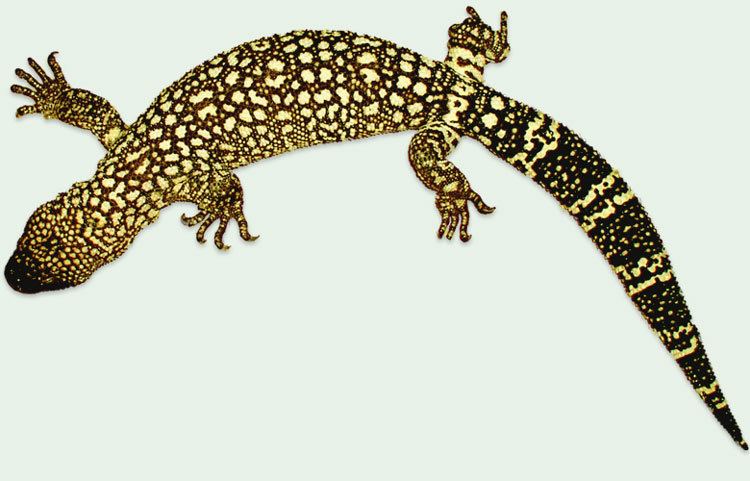 Heloderma Horridum Angeli Beaded Lizards Heloderma horridum