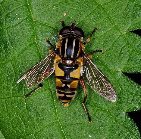 Helophilus trivittatus Helophilus trivittatus Helophilus trivittatus Female Mating