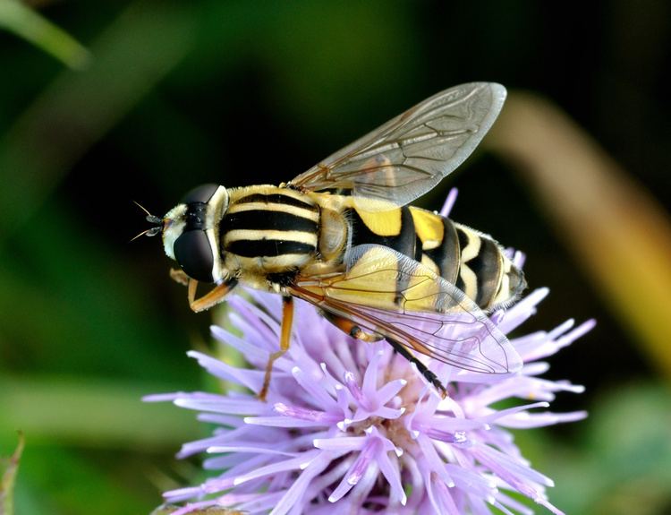 Helophilus trivittatus FileHelophilus trivittatus qtl3jpg Wikimedia Commons