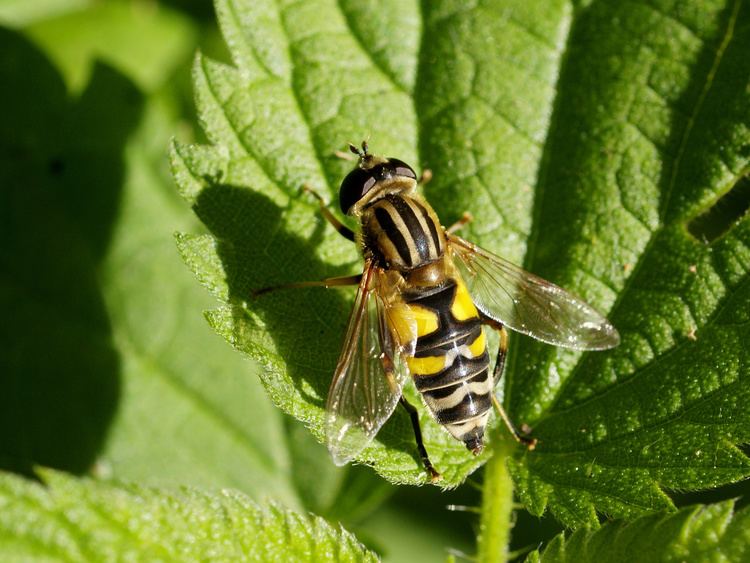 Helophilus trivittatus FileHelophilus trivittatusjpg Wikimedia Commons