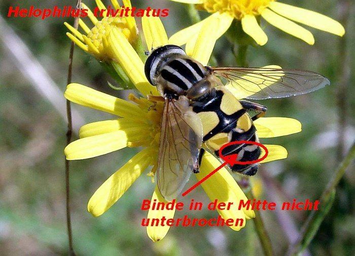 Helophilus trivittatus Kleines Artenportrait mit Text und Fotos von Helophilus trivittatus