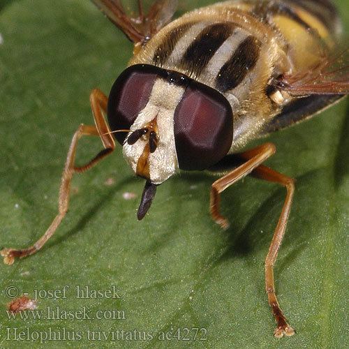 Helophilus trivittatus Helophilus trivittatus Sun Fly Hlophile Bandes grises Pestenka