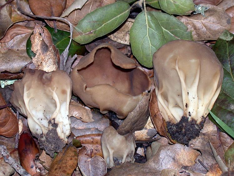 Helvella acetabulum California Fungi Helvella acetabulum