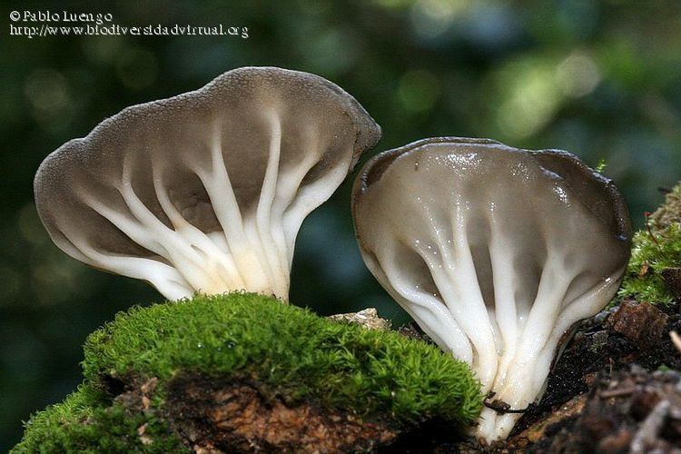 Helvella costifera Helvella costifera Nannf 1953 14551 Biodiversidad Virtual