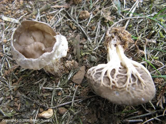 Helvella costifera Helvellacostifera2008go1jpg