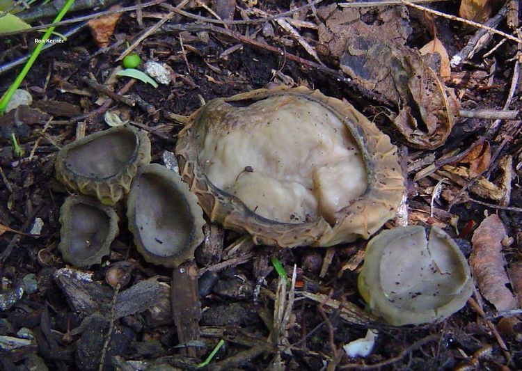 Helvella costifera Helvella costifera MushroomExpertCom