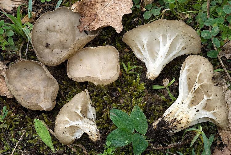 Helvella costifera Helvella costifera Funghi Non Commestibili o Sospetti Funghi in