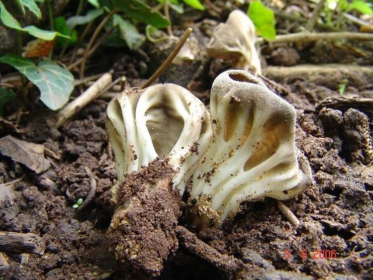 Helvella costifera Helvella costifera Grauweie Lorchel