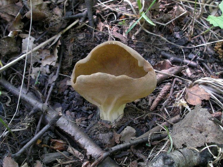 Helvella costifera 