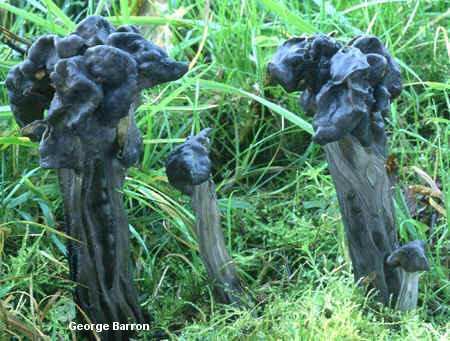 Helvella lacunosa Helvella lacunosa MushroomExpertCom