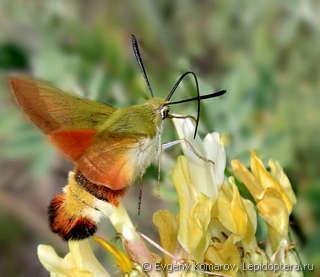 Hemaris croatica Hemaris croatica