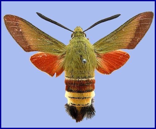 Hemaris croatica tpittawaytripodcomsphinxhcroa2jpg