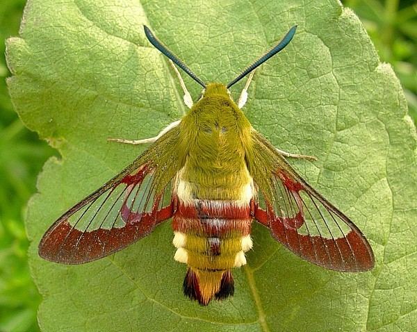 Hemaris Fuciformis - Alchetron, The Free Social Encyclopedia