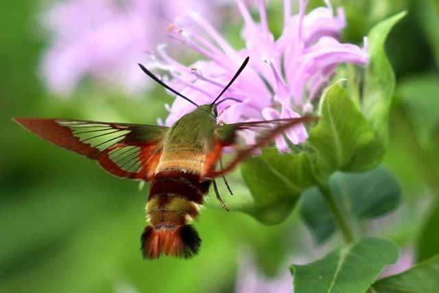 Hemaris thysbe Hemaris thysbe the Hummingbird Clearwing Moth