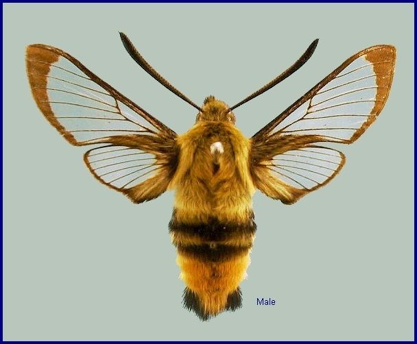 Hemaris tityus Sphingidae of the Eastern Palaearctic Hemaris tityus