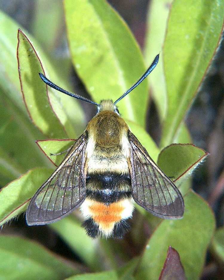 Hemaris tityus Narrowbordered Bee Hawkmoth Hemaris tityus UKMoths