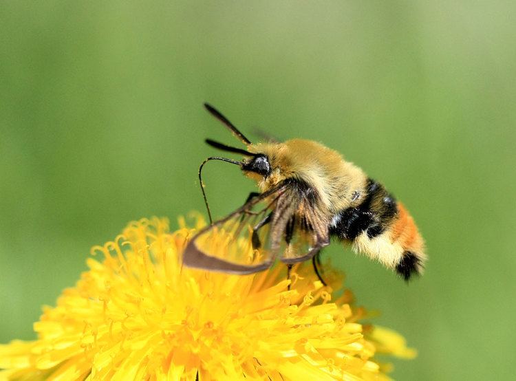 Hemaris tityus Hemaris tityus