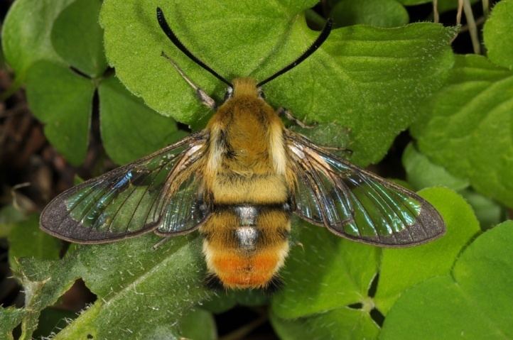 Hemaris tityus European Lepidoptera and their ecology Hemaris tityus