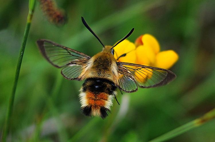 Hemaris tityus Narrowbordered Bee Hawkmoth Hemaris tityus UKMoths