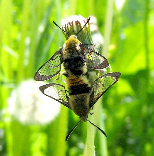 Hemaris tityus Hemaris tityus