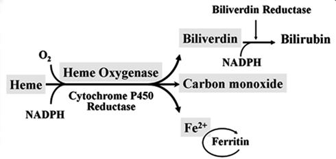 Heme oxygenase wwwfrontiersinorgfilesArticles25357fphar03