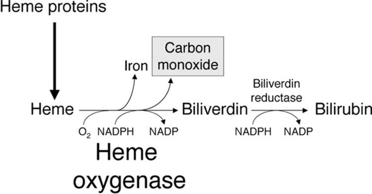 Heme oxygenase Heme Oxygenase1 and Carbon Monoxide in Vascular Pathobiology