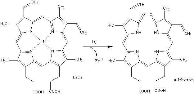 Heme oxygenase Heme Oxygenase