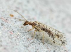 Hemerobiidae httpsuploadwikimediaorgwikipediacommonsthu