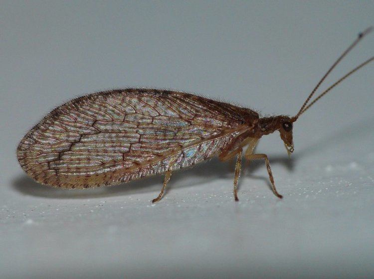 Hemerobiidae HemerobiidaeBrown Lacewing by duggiehoo on DeviantArt