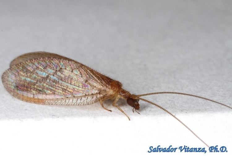 Hemerobiidae NeuropteraHemerobiidaeBrown Lacewings B Urban Programs El